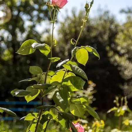 Teta Anka Apartmán *